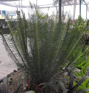 Cycas panzhihuaensis adulte