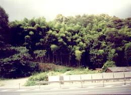 Foret de bambous (PHYLLOSTACHYS Edulis) Higashiyama-Ku